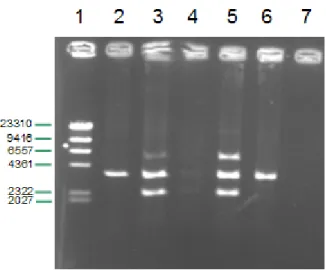 FIGURA  8 - Eletroforese em  gel  de  agarose  (0,8%)  de  produtos  da  digestão  com  as  enzimas  de  restrição EcoRI  e  XbaI do  plasmídeo  recombinante (S3,&amp;=Į$-CV3316)  purificado  de  células  de  E
