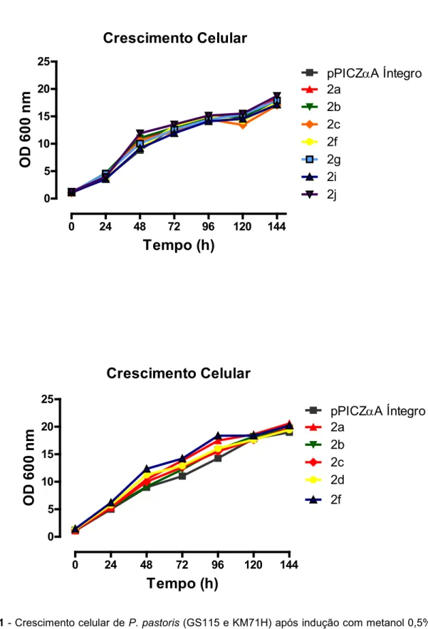 FIGURA 11 - Crescimento celular de P. pastoris (GS115 e KM71H) após indução com metanol 0,5% 