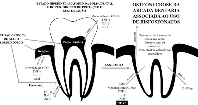 Figura  6: Desenho esquemático dos elementos celulares e  mediadores químicos envolvidos  no  estado  hiperinflamatório  produzido  pela  infusão  crônica  de  AZ  na  polpa  dentária  e  no  periodonto e na patogênese da OMB (Fonte: próprio autor)