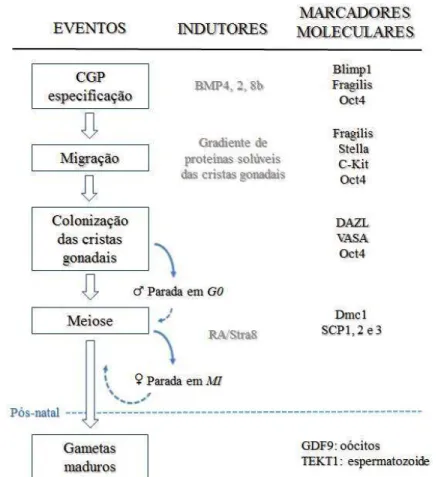 Figura 3 - Especificação da linhagem germinativa e eventos moleculares. 
