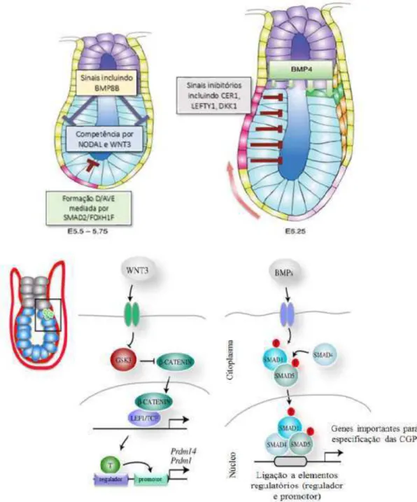 Figura 4 – Representação esquemática do papel da sinalização das BMPs e WNT durante a  formação das células germinativas primordiais (CGPs) em embriões