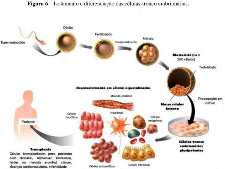 Figura 6 – Isolamento e diferenciação das células-tronco embrionárias.
