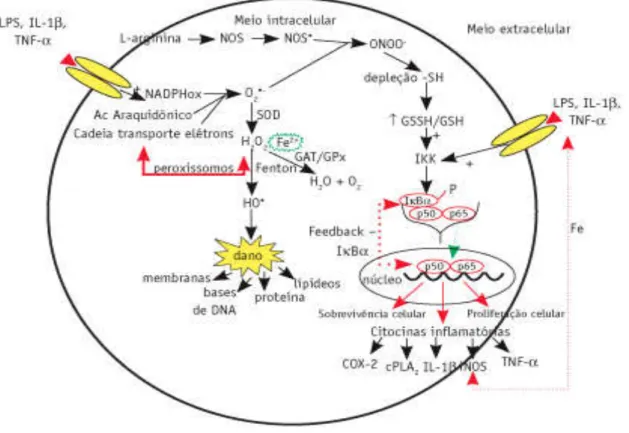 Figura 6 - Após o estímulo extracelular por LPS ou citocinas pró-inflamatórias, ocorre  a formação de ROS e RNS