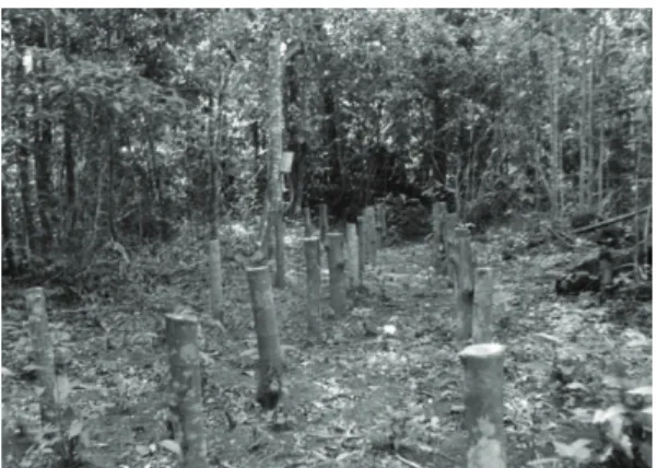 Figura  1.  Vista do ensaio de durabilidade natural em  Sinop, Mato Grosso, 2009.