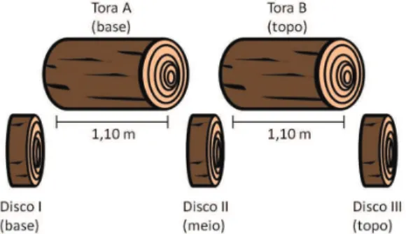 Figura 1. Esquema de retirada das toras para a laminação  e dos discos para a determinação da densidade básica  da madeira.