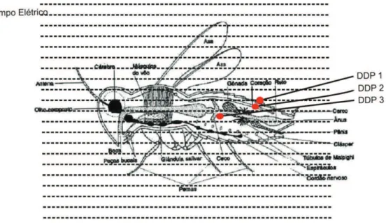 Figura 5.  Diferença de potenciais elétricos (DDP) no interior do corpo de um inseto. DDP 1 &gt; DDP 2 &gt; DDP 3