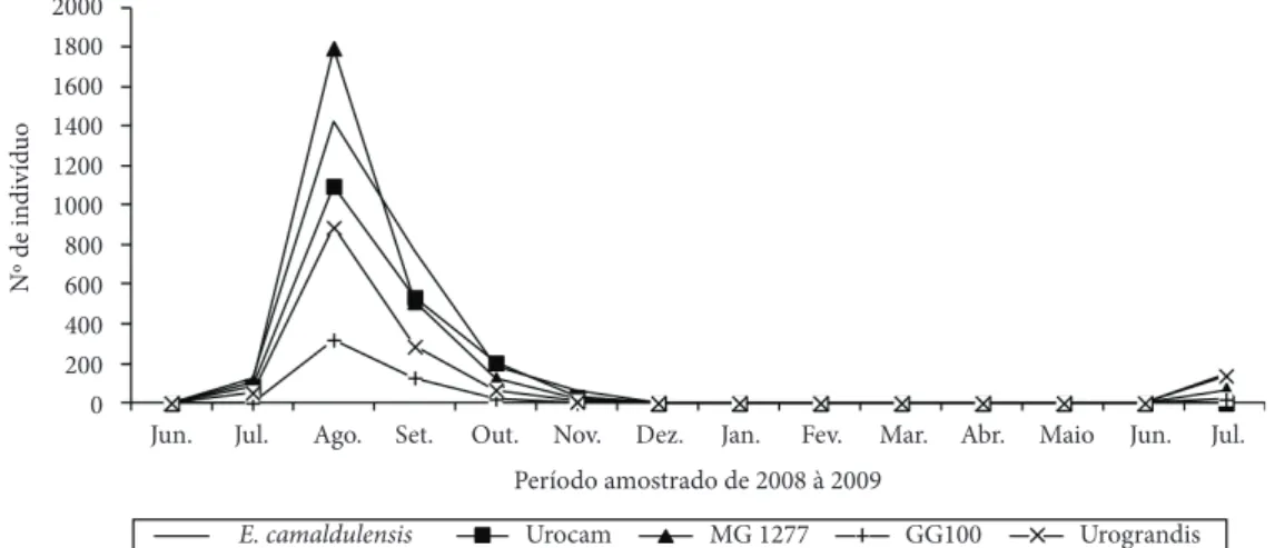 Figura 3.  Quantidade de ovos coletados de Glycaspis brimblecombei em povoamentos de Eucalyptus camaldulensis,  dos Clones GG100 e MG1277, e dos Híbridos Urocam e Urograndis