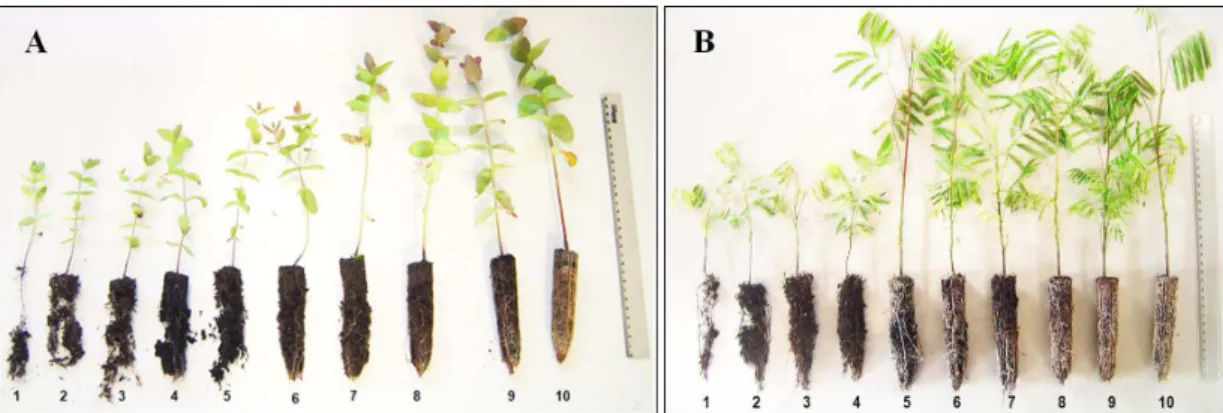 Figura 1.  Índices de agregação das raízes ao substrato em mudas de Eucalyptus benthamii (A) e Mimosa scabrella (B).
