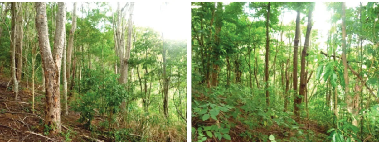 Figura 4.  Vista parcial no interior do Reflorestamento com eucalipto e acácia.