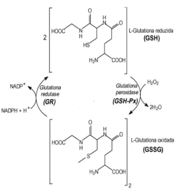 Figura 2 – Ciclo redox da molécula de glutationa. Interconversão de glutationa nas suas formas reduzida e oxidada pela ação das enzimas glutationa peroxidase e glutationa redutase (ROVER JUNIOR et al., 2001).