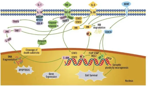 Figura 4 – Vias envolvidas na sinalização das citocinas. A ativação de receptores para citocinas por citocinas pró inflamatórias pode levar à diminuição do suporte neurotrófico, redução da neurogênese, aumento da ativação glutamatérgica, do estresse oxidat