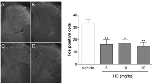 Figure 5. Immunofluorescence for Fos protein in the spinal cord dorsal horn, Ninety  minutes after the intraperitoneal injection of vehicle (A) hecogenin acetate at doses of 5  (B), 10 (C) and 20 (D) mg/Kg