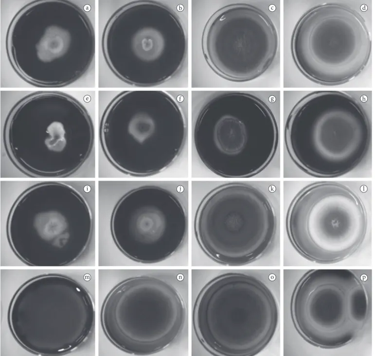 Figura 2.  Formação de halo após adição da tintura de iodo em linhagens mutantes de Aspergillus nidulans mantidas em diferentes meios de  cultura