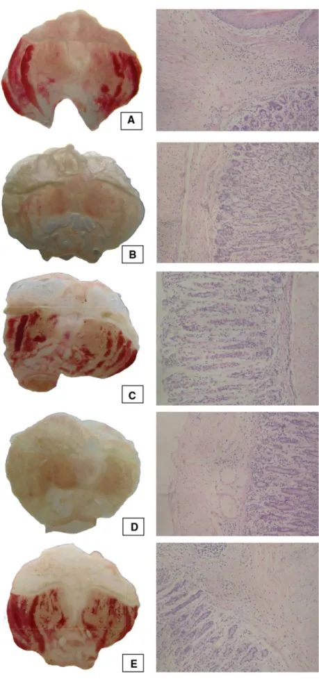 Fig. 1 Histological analysis by light microscopy of gastric tissues in a model of  ethanol-induced gastric injury.