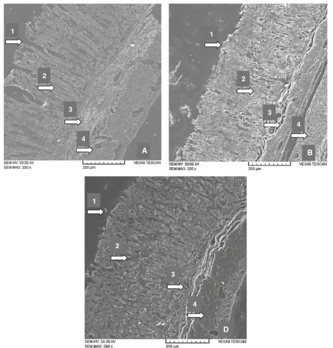 Fig. 2 Histological analysis by scanning electron microscopy (SEM) of gastric tissues in a model of ethanol-induced gastric injury.