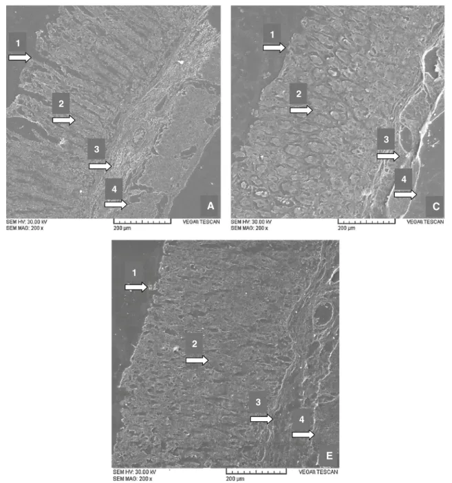 Fig. 3 Histological analysis by scanning electron microscopy (SEM) of gastric tissues in a model of ethanol-induced gastric injury.