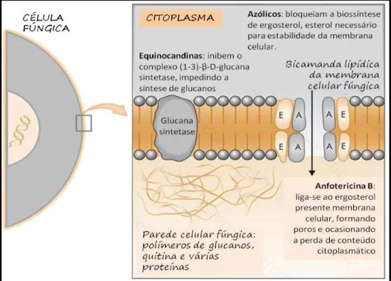 Figura  9:  Desenho  esquemático  evidenciando  o  mecanismo  de  ação  dos  antifúngicos:  anfotericina  B,  azólicos e equinocandinas