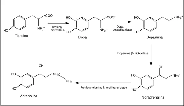 Figura  4  -  Via  biossíntética  e  metabólica  das  catecolaminas  dopamina,  noradrenalina  e  adrenalina [61] 