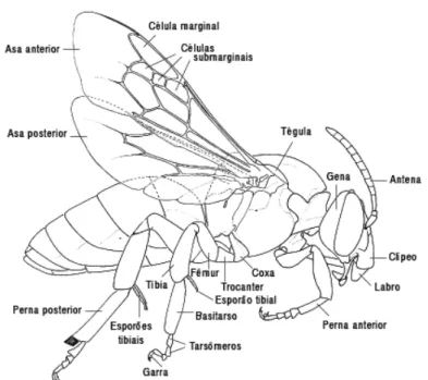 Figura  02.    Aspectos  da  morfologia  externa  de  Apis  mellifera  (SILVEIRA  et  al,