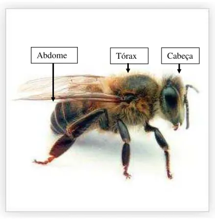 Figura  03.  Fotografia  de  abelha  demonstrando  os  aspectos  da  morfologia  externa  de Apis mellifera (SILVEIRA et al,