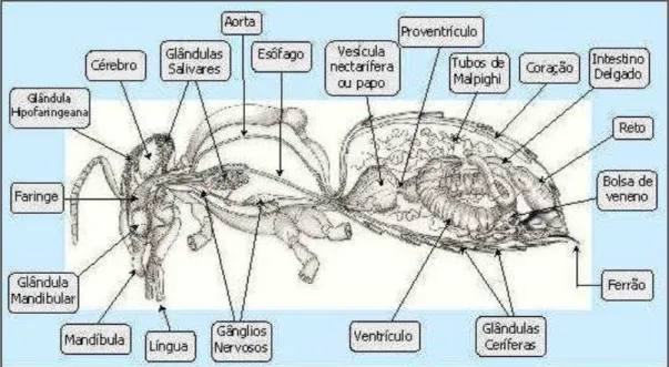 Figura 05. Foto de abelha demonstrando os aspectos da anatomia interna de  Apis  mellifera (CAMARGO, 1972)