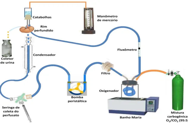 Figura 07. Desenho esquemático do sistema de perfusão de rim isolado (SOUSA,  2010). 