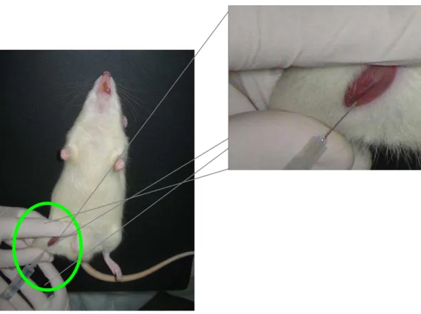 Figura  11.  Administração  de  manitol  (300mg/3mL  -  independentemente  do  peso)  pela veia femoral no animal anestesiado