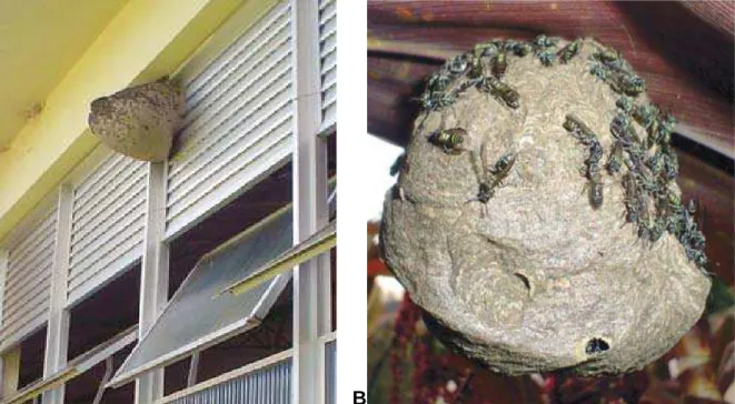 Figura 5 - Colônia da vespa social Polybia paulista em construção urbana (A) e  colônia da vespa social Polybia platycephala em plantas de jardim (B)
