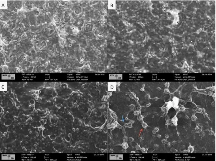 Figure 3. VPSEM images of forming-biofilms after exposure to different treatments (field widht 500 m)