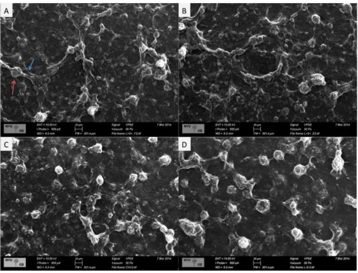 Figure 4. VPSEM images of mature biofilms after exposure to different treatments (field widht 500 m)