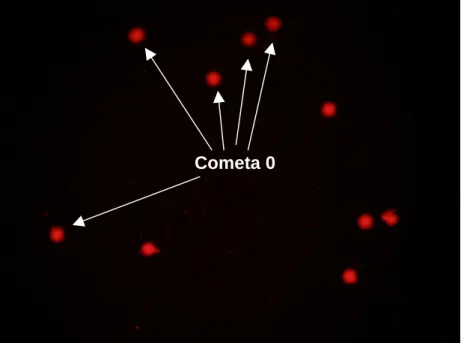 Figura 12 - Fotomicrografia do cometa, evidenciando vários cometas do tipo zero 