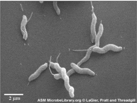 Figura 1 - Campylobacter jejuni NCTC 11168. Microscopia  eletrônica de varredura 