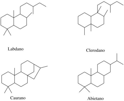 Figura 4: Estrutura dos núcleos diterpênicos mais comuns encontrados em Plectranthus  spp