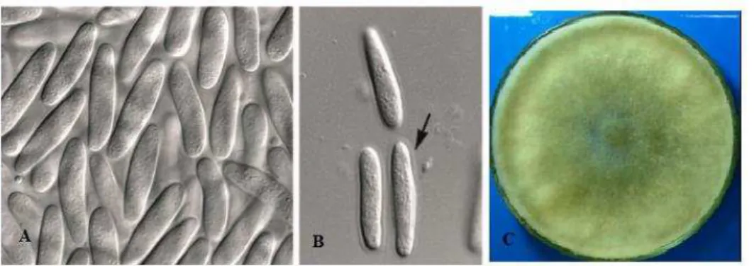Figura 6- Imagem de Pseudofusicoccum stromaticum. A-Células conidiogênicas B-Conídios (seta demonstra  bainha mucoide) C- Cultura em BD 