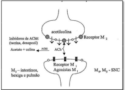 Figura 3 - Visão esquemática da hipótese colinérgica e localização dos receptores muscarínicos