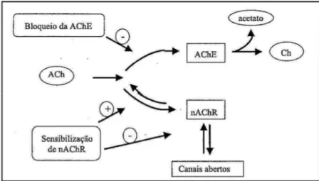 Figura 4 - Resumo do processo das formas de intervenção desde a liberação até a degradação da ACh