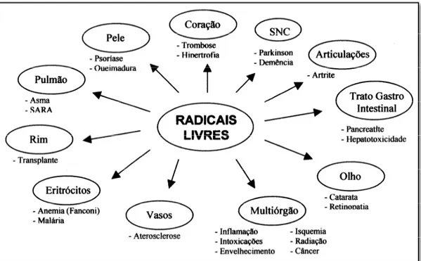 Figura 5 - Doenças associadas às espécies reativas de oxigênio ou radicais livres. 