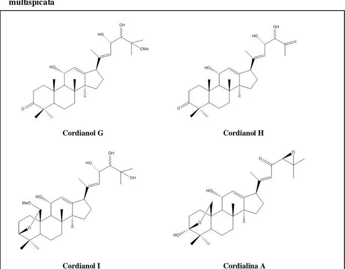 Figura 6 - Triterpenos de esqueleto ursano isolados das folhas de C. multispicata 