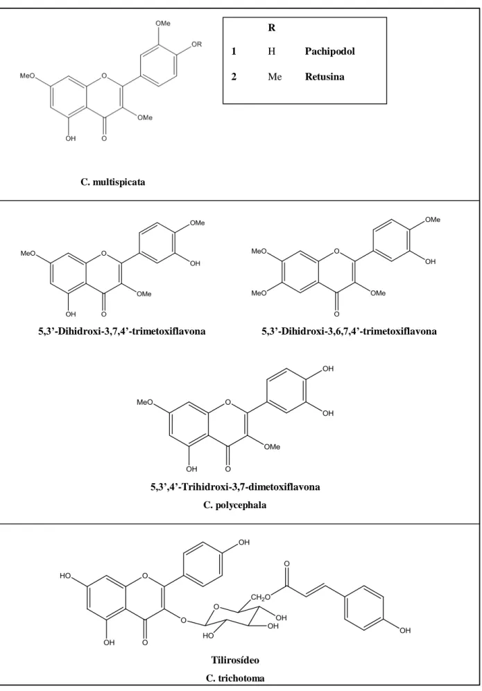 Figura 7 - Estruturas dos flavonoides isolados de espécies de Cordia  C. multispicata                                 5,3’-Dihidroxi-3,7,4’-trimetoxiflavona               5,3’-Dihidroxi-3,6,7,4’-trimetoxiflavona  5,3’,4’-Trihidroxi-3,7-dimetoxiflavona  C