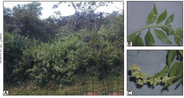 Figura 1. Fotos de B. trinervis. A – População; B – folhas; C – inflorescência.   