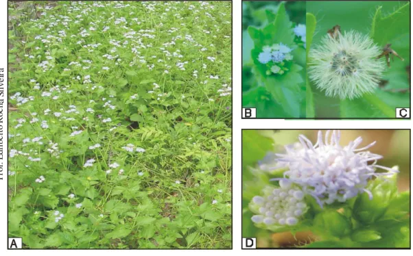 Figura 13. Fotos de E.  pauciflorum. A – População; B, C e D - folhas; fruto e  inflorescência