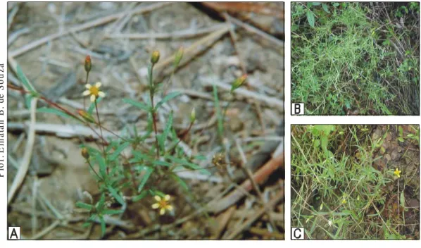 Figura  18.  Fotos  de  P.  oligocephala.  A  –  folhas  e  inflorescências;  B  e  C  –  planta inteira