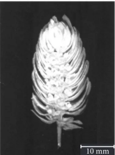 Figura 1. Corte longitudinal das flores fêmeas de lúpulo, observando-se 