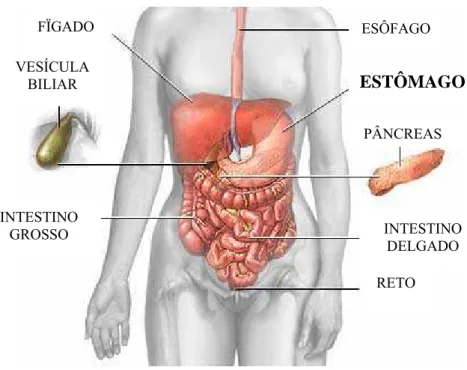 Figura 1 - Localização do Estômago: o estômago se encontra no abdômen e conecta o  esôfago ao intestino delgado