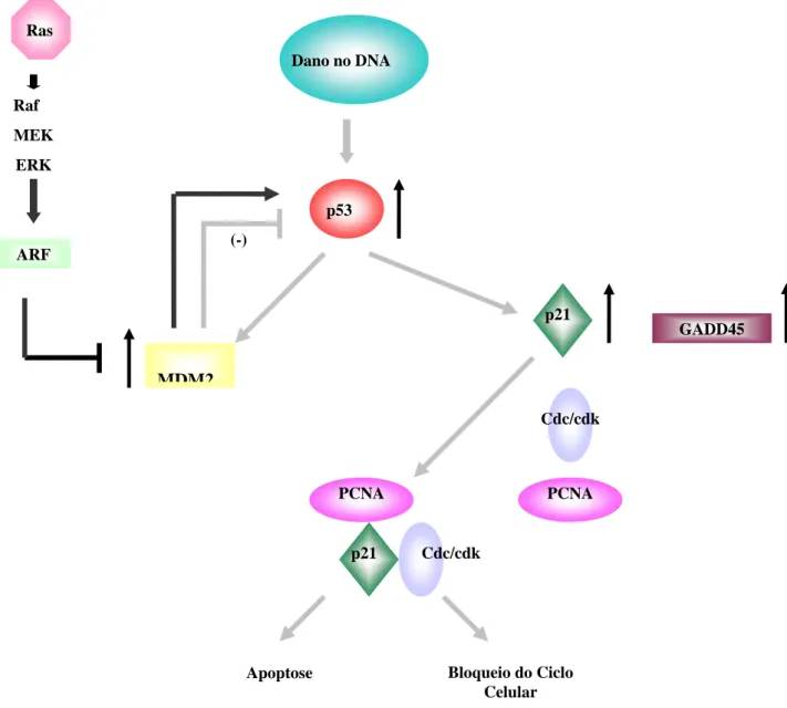 Figura 6 - Resposta ao dano no DNA via p53: Dano no DNA leva a um aumento dos  níveis de p53, conseqüentemente de p21 e GADD45