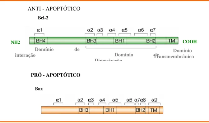 Figura 7 - Estrutura do Bcl-2 e Bax: as regiões da  α -hélice estão indicadas (BH1-4),  sendo estas as mais conservadas e responsáveis pela dimerização das proteínas da  família Bcl-2