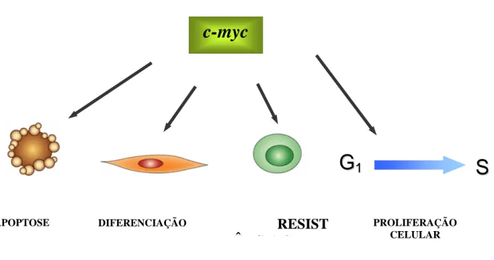Figura 9 - Funções do c-myc: a proteína c-myc possue diferentes funções dentre elas a  proliferação celular o que coopera com a transformação maligna, inibindo a  diferenciação e promovendo a apoptose