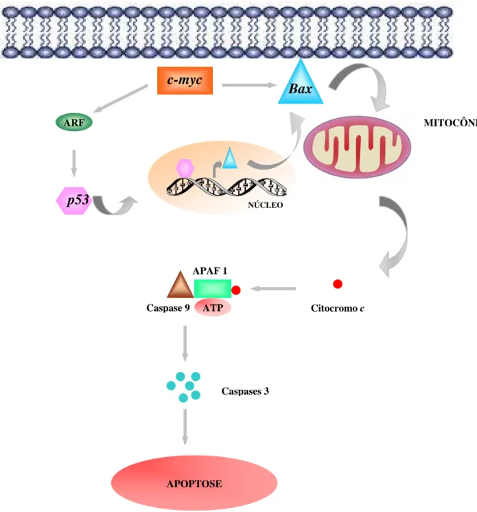 Figura 10 - Ativação da Apoptose via c-myc: o c-myc sensibiliza as células a uma  série de estímulos pró-apoptóticos