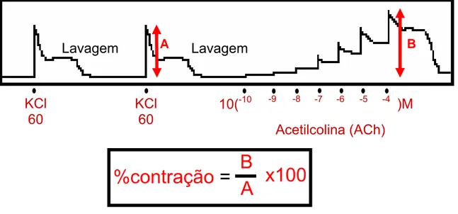FIGURA 10 – Esquema de avaliação funcional intestinal in vitro  KCl 60 KCl 60 10(-10-7-6 Acetilcolina (ACh)  )M Lavagem -9-8-5-4Lavagem  B A %contração =Bx100 A