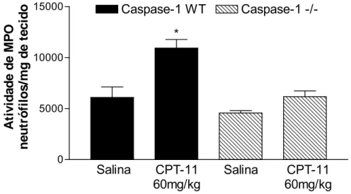 FIGURA 21 – Efeito do CPT-11 sobre a atividade de mieloperoxidase em  duodeno de camundongos Caspase-1 